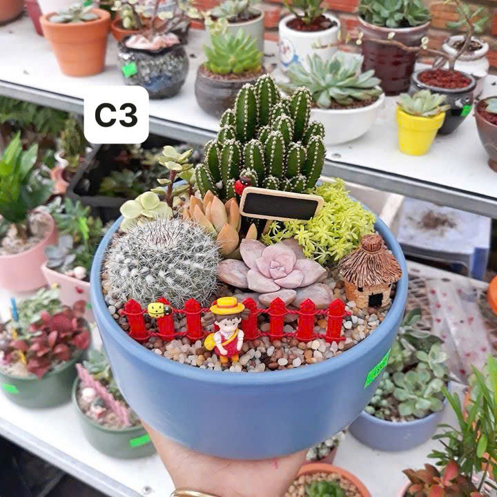 Tiểu Cảnh Sen Đá  4