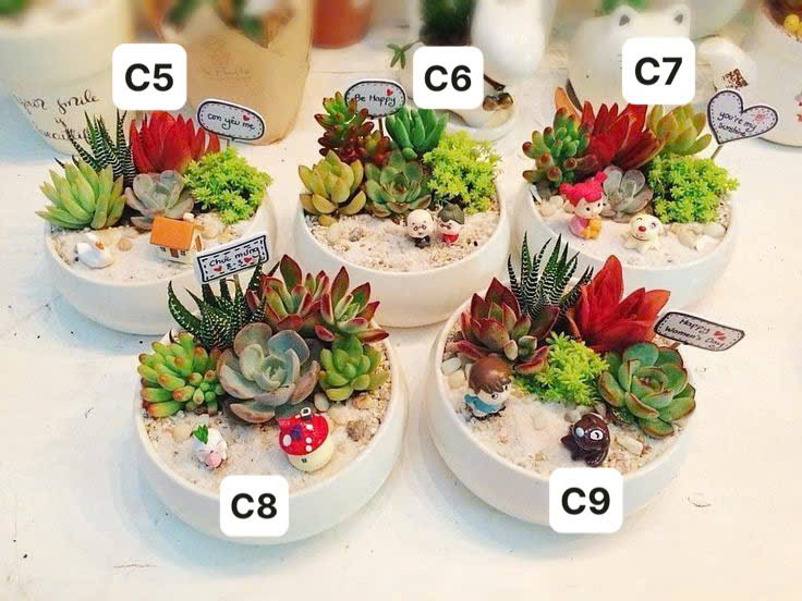 Tiểu Cảnh Sen Đá 