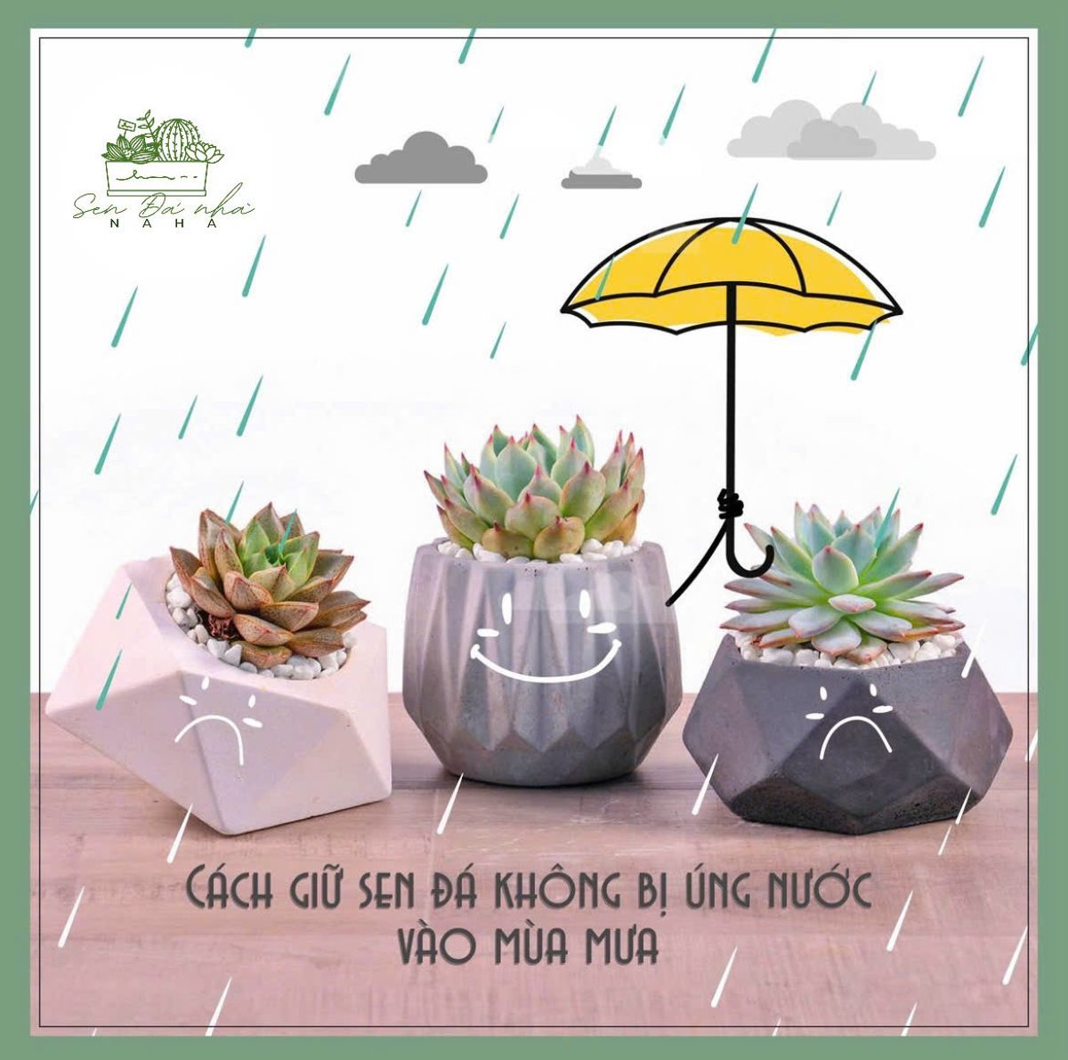 Cẩm nang: Cấp cứu Sen đá bị úng