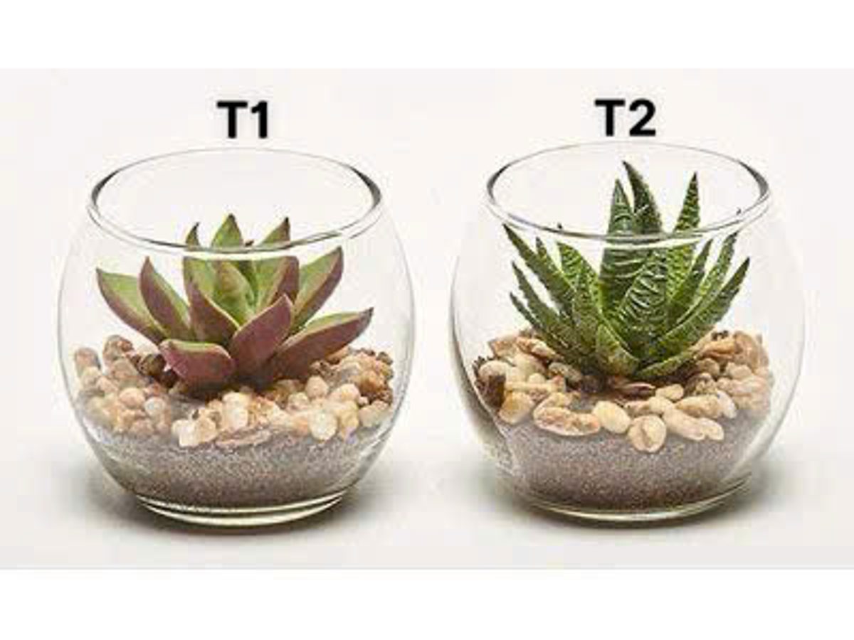Chậu Sen đá thủy tinh để bàn 3