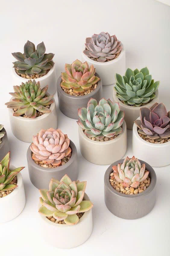 BST Sen Đá Bloom mini