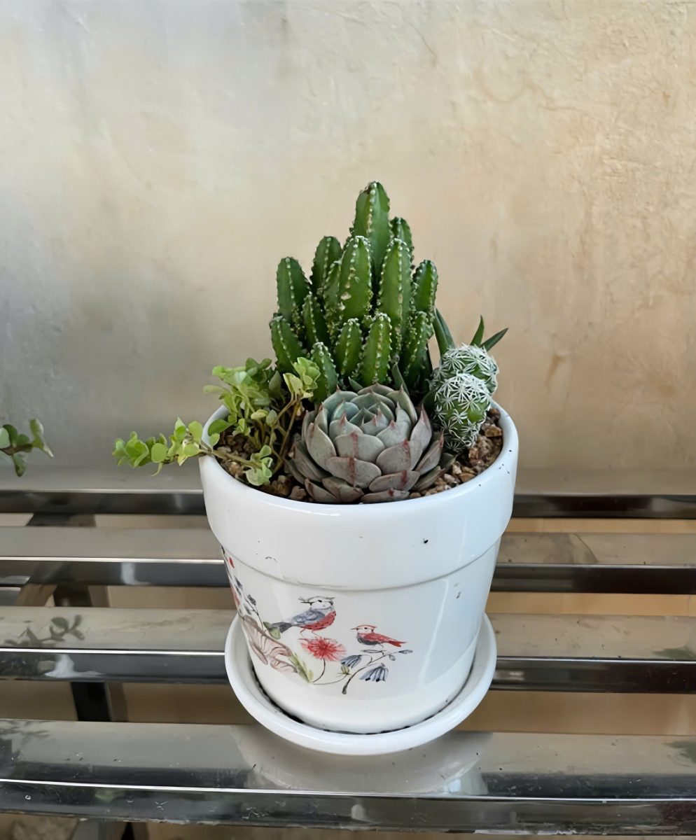 Sen đá mix Thiên Sứ (kèm túi + thiệp) 2