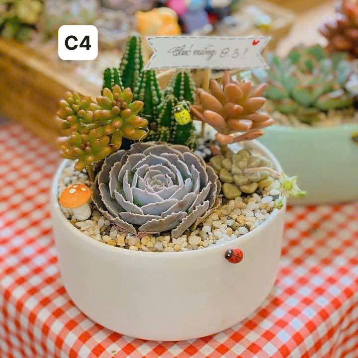 Tiểu Cảnh Sen Đá  5