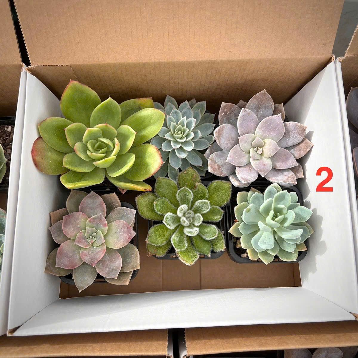 Set sen đá Sớm mai xanh 3