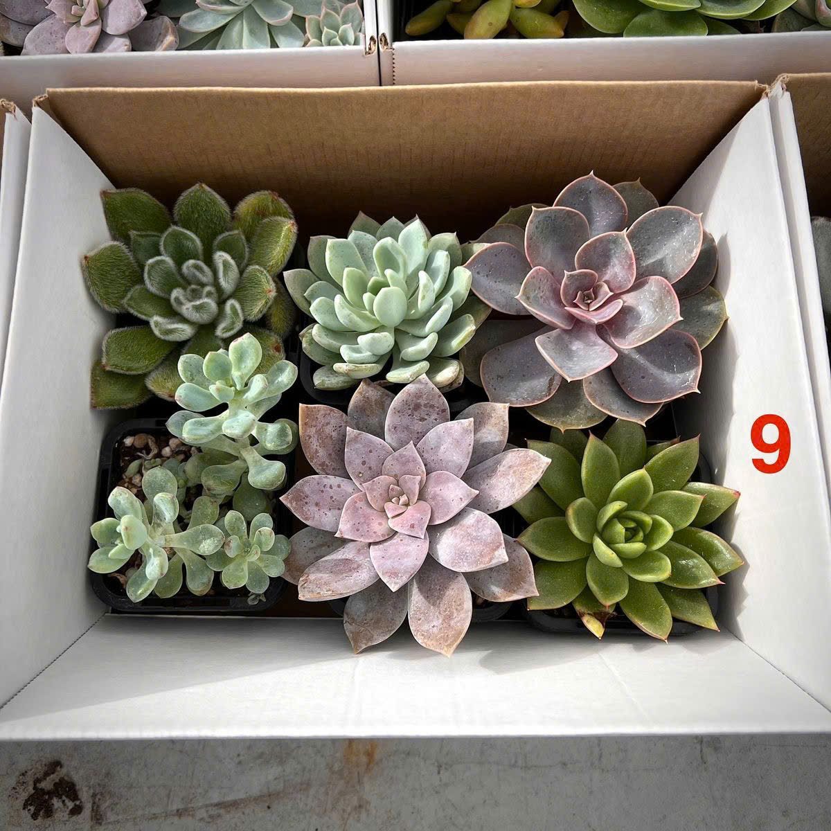 Set sen đá Sớm mai xanh 10