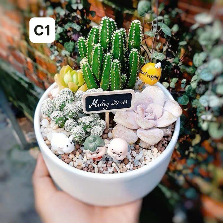 Tiểu Cảnh Sen Đá  2