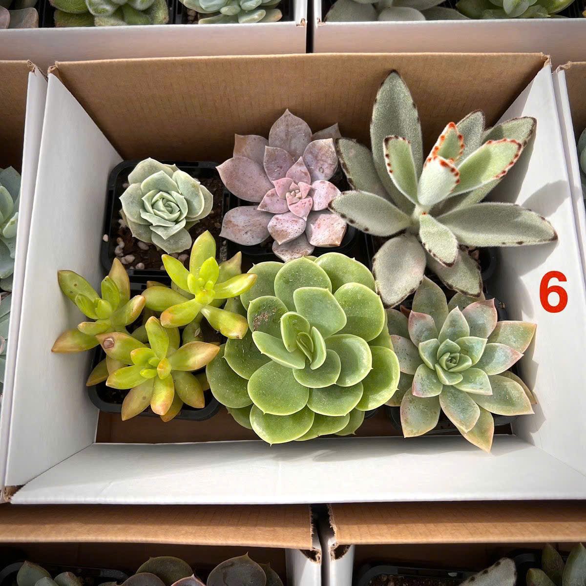 Set sen đá Sớm mai xanh 7