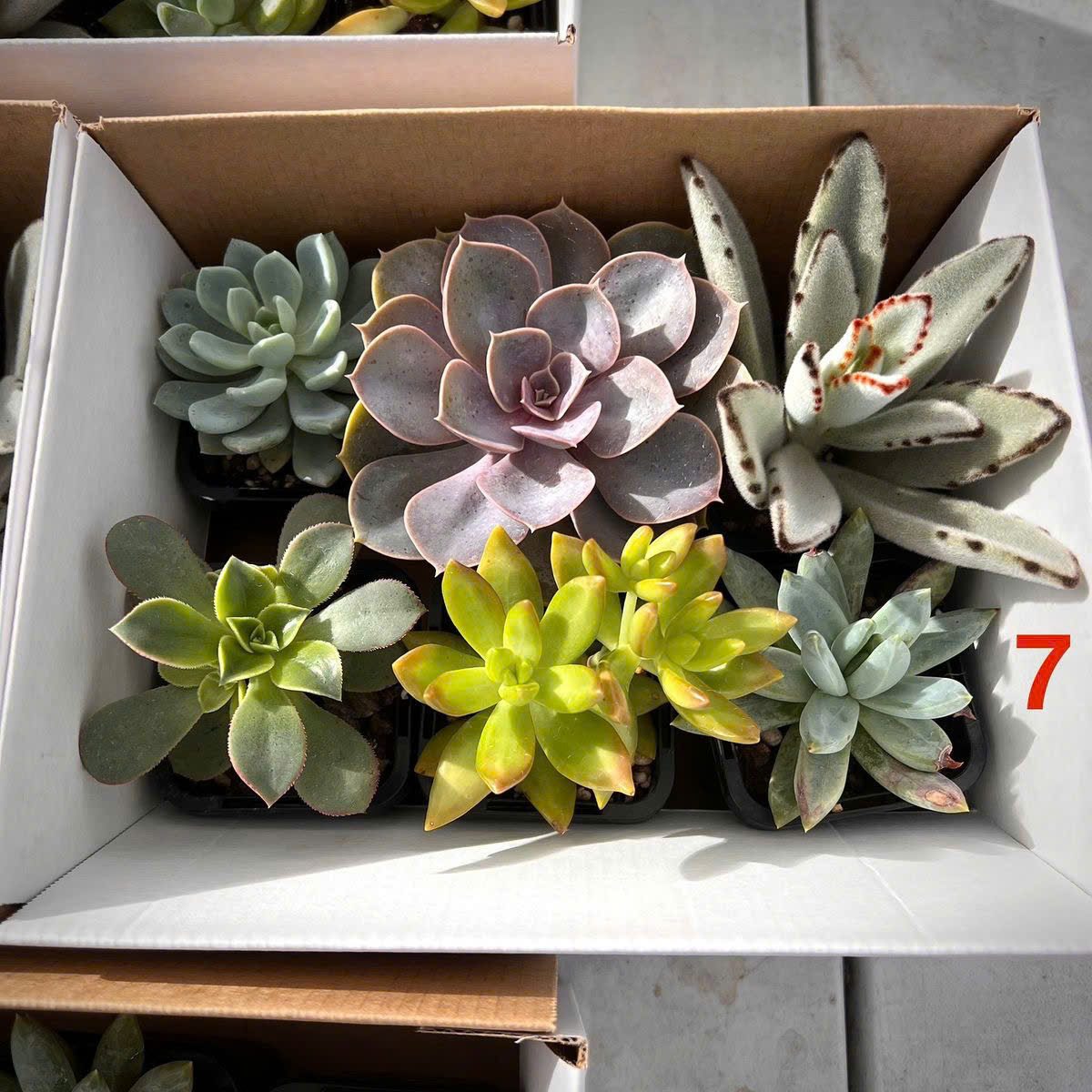 Set sen đá Sớm mai xanh 8