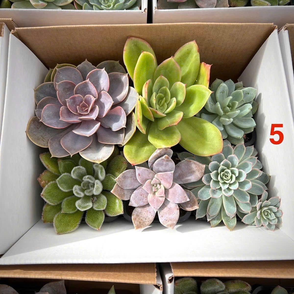 Set sen đá Sớm mai xanh 6
