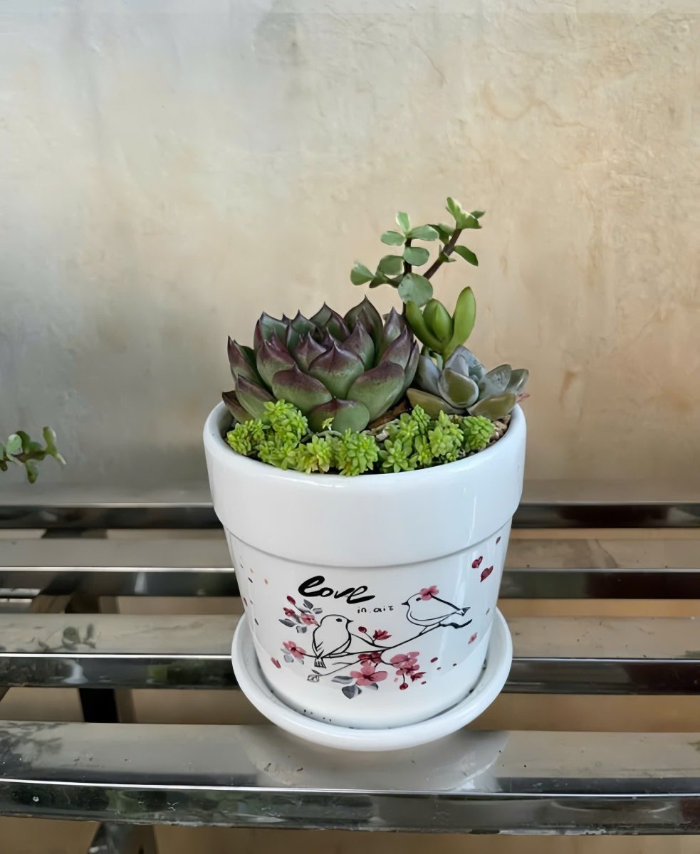 Sen đá mix Thiên Sứ (kèm túi + thiệp) 4