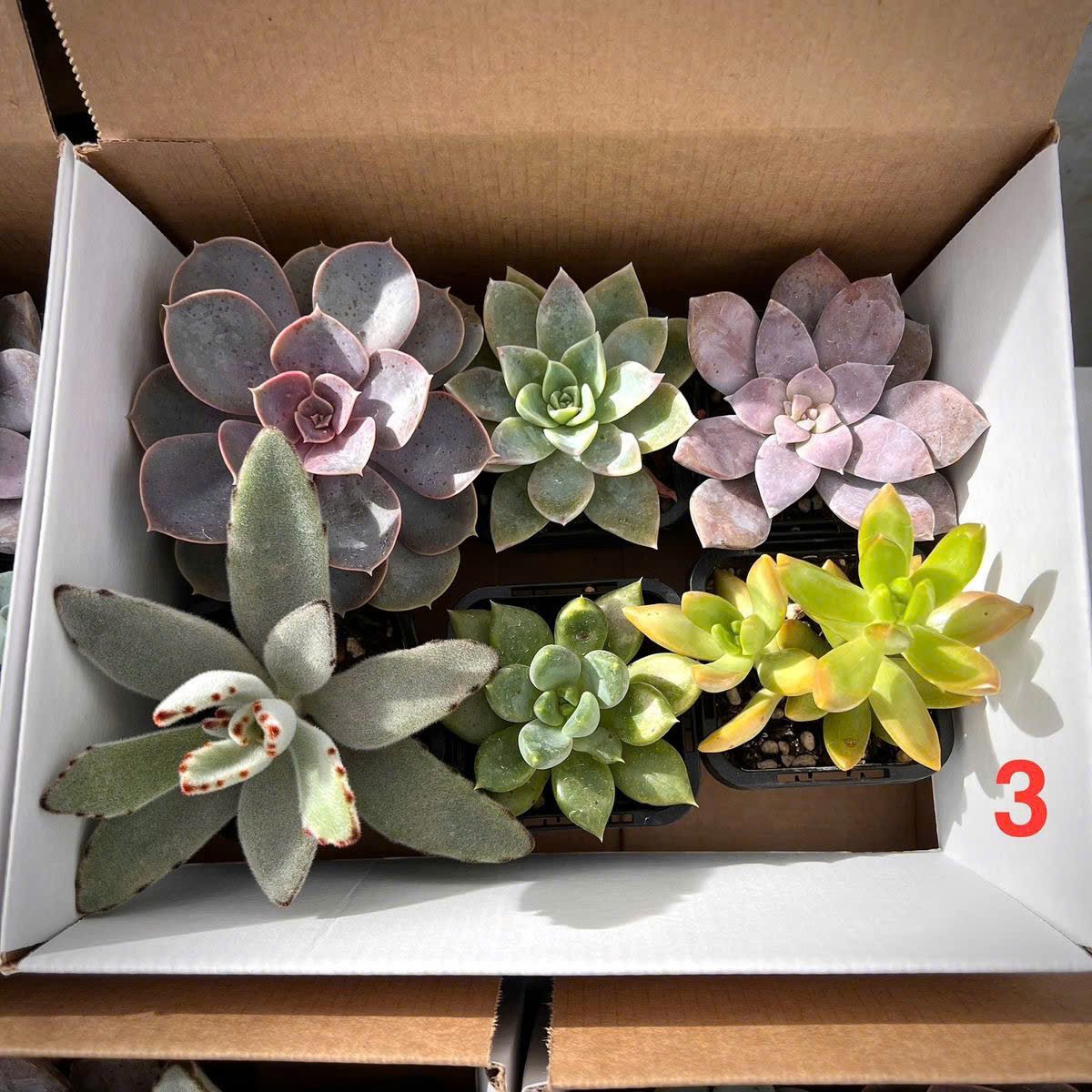 Set sen đá Sớm mai xanh 4