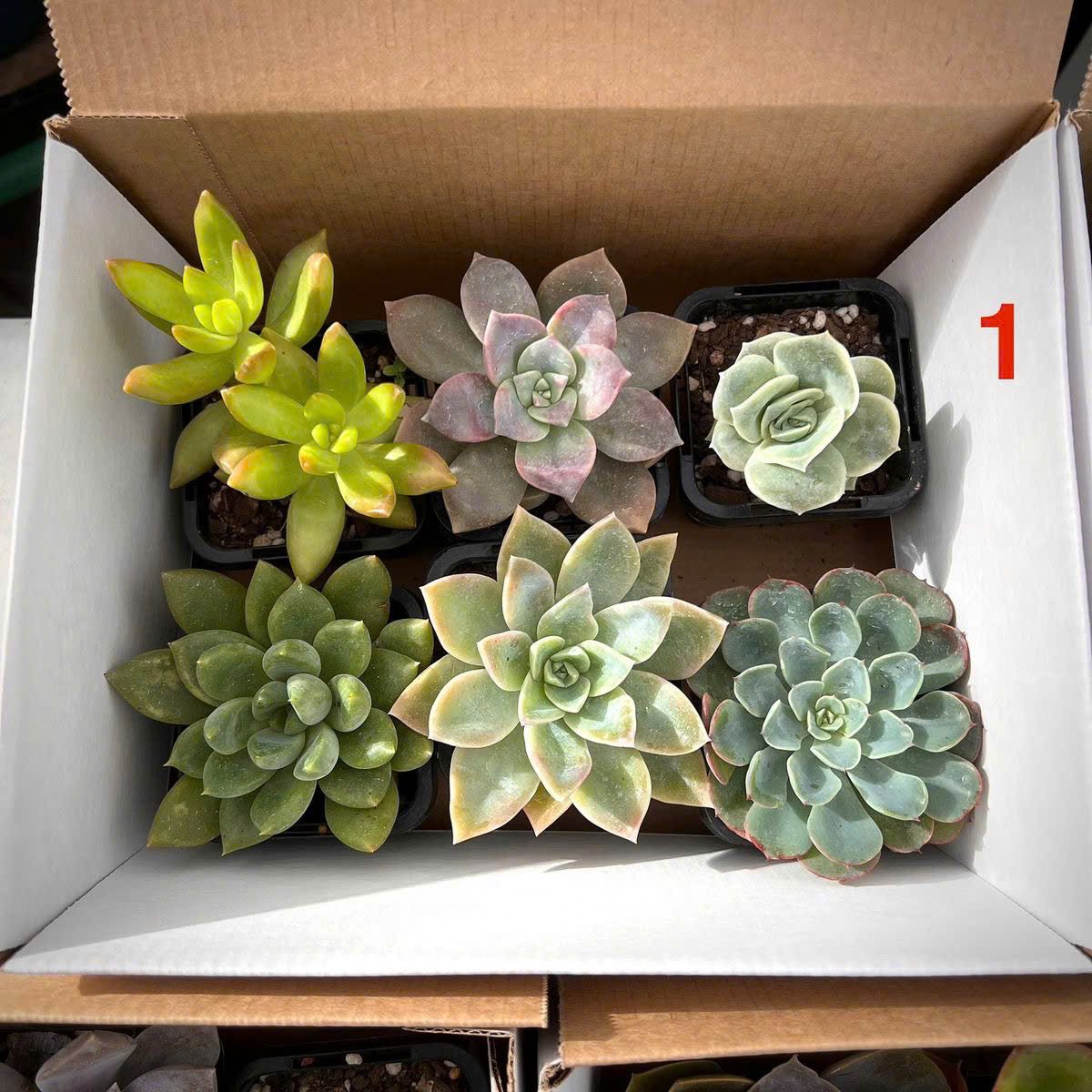 Set sen đá Sớm mai xanh 2