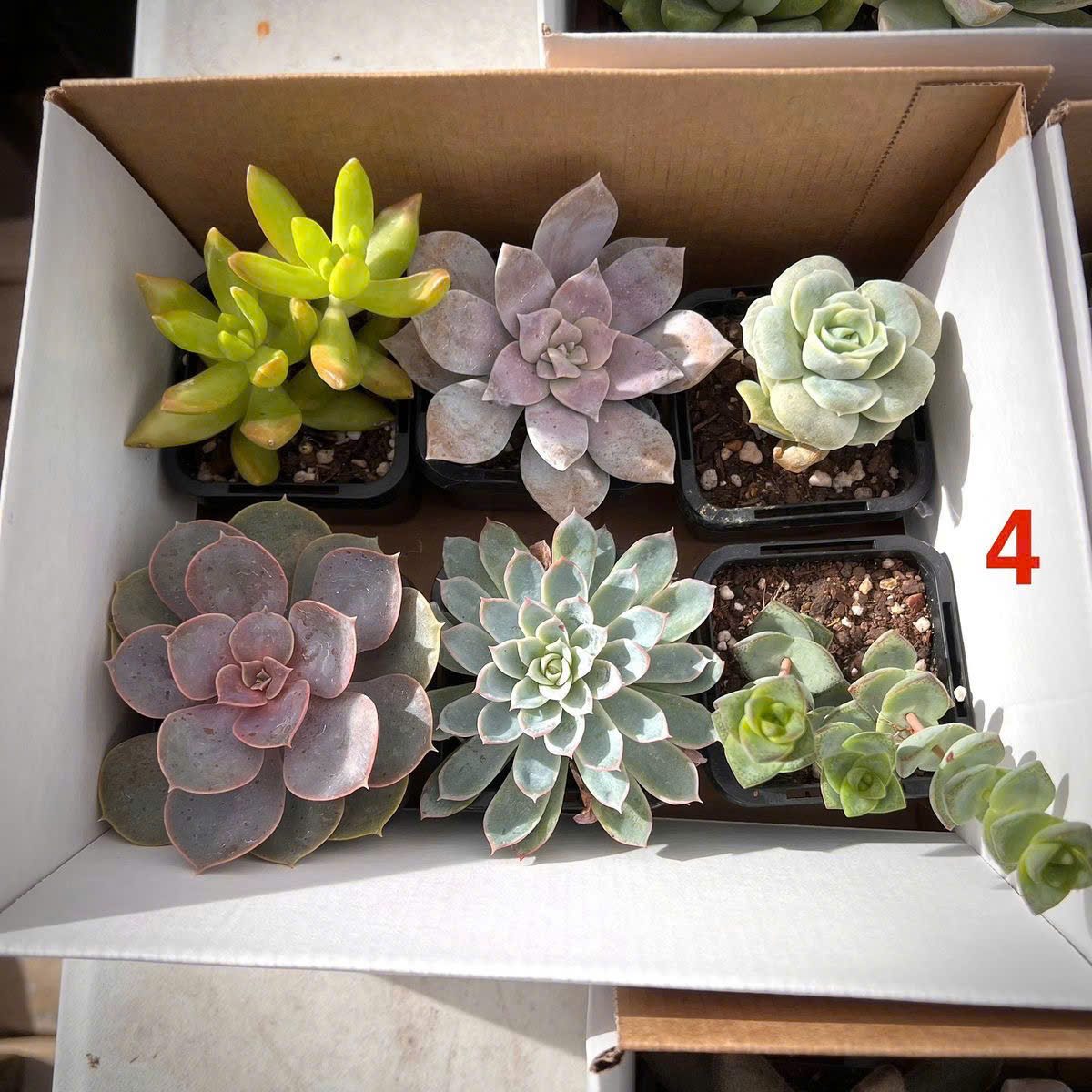 Set sen đá Sớm mai xanh 5