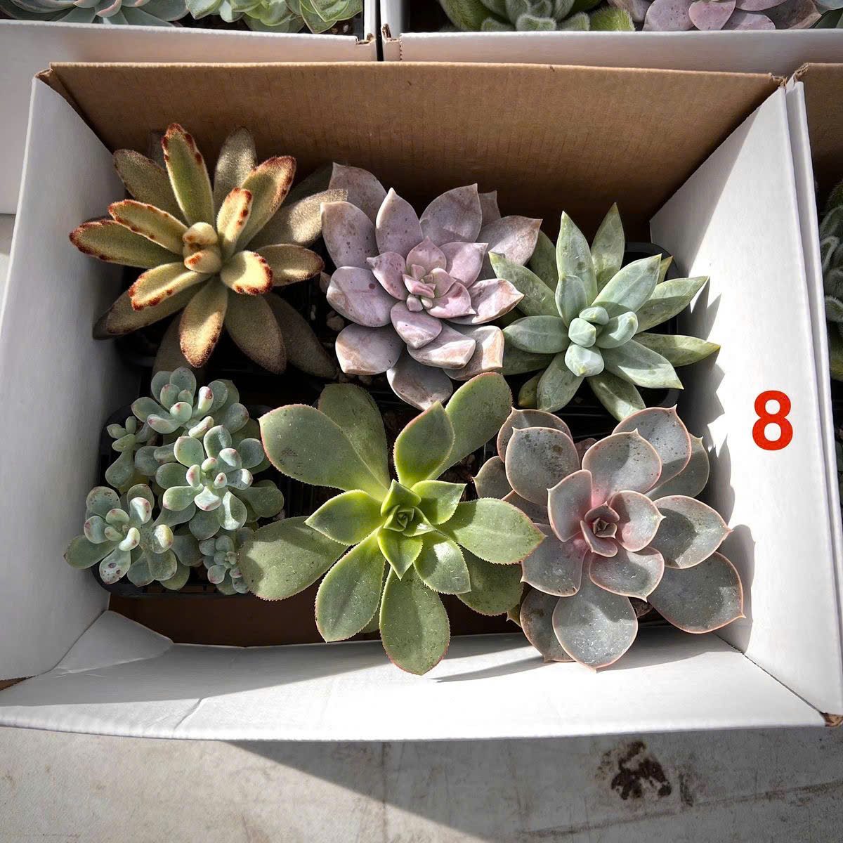 Set sen đá Sớm mai xanh 9