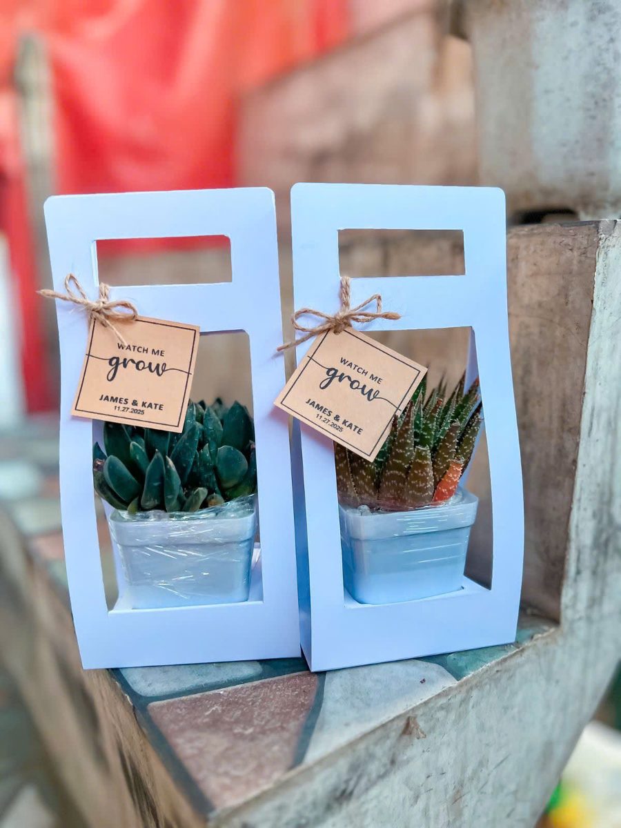 Set quà Sen đá "Mầm xanh Naha" 2