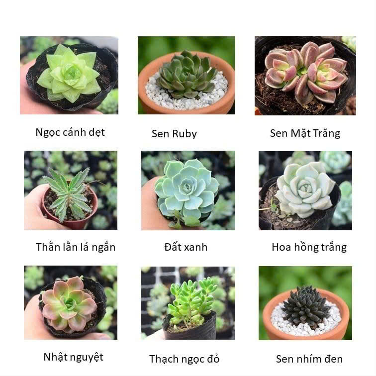 Phân biệt một số loại Sen Đá phổ biến.