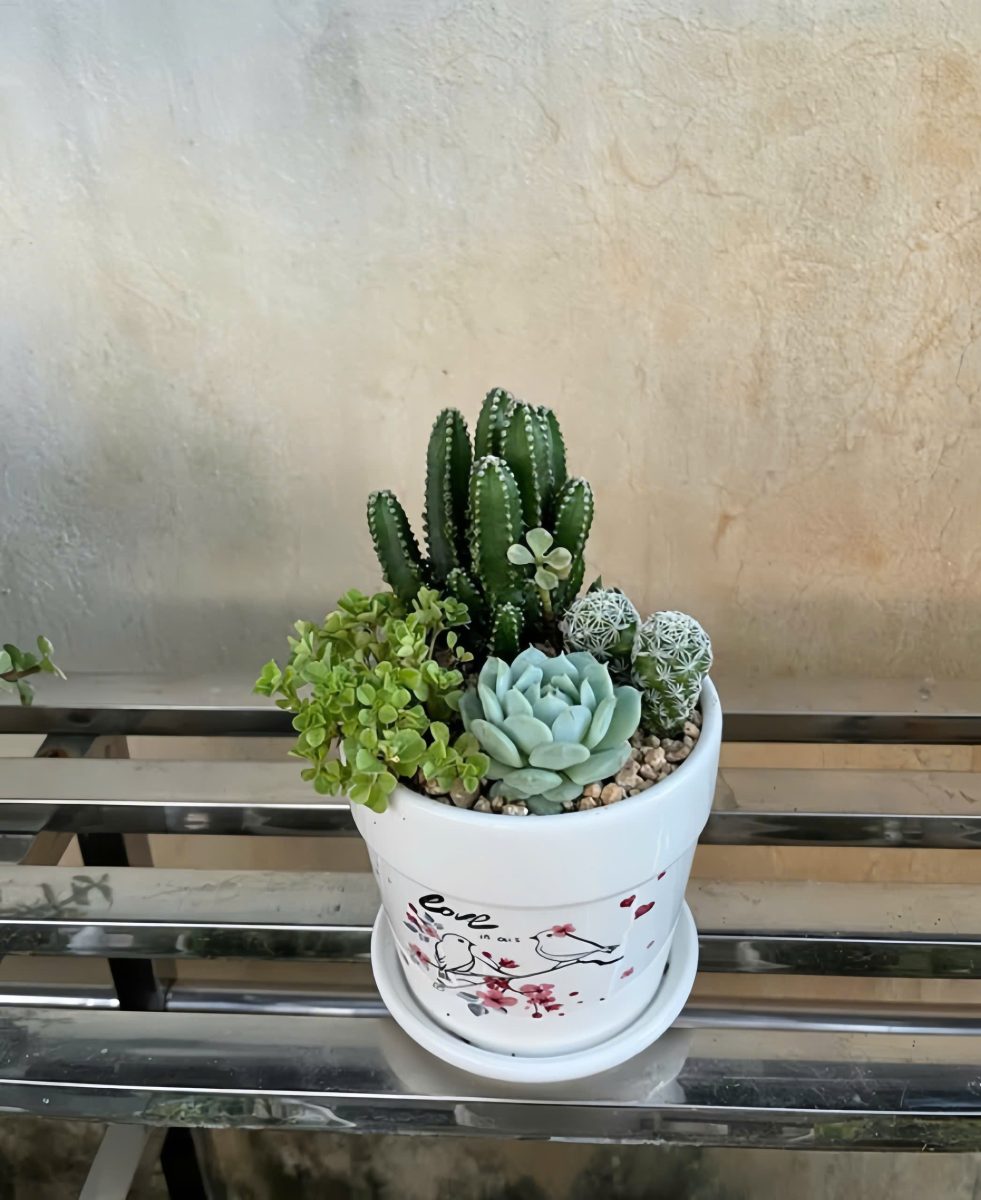 Sen đá mix Thiên Sứ (kèm túi + thiệp) 3