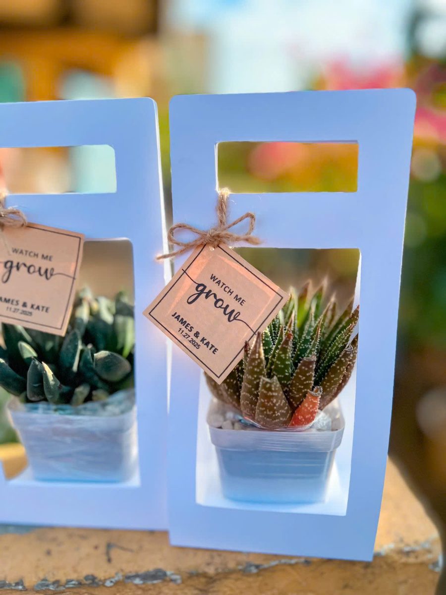 Set quà Sen đá "Mầm xanh Naha" 3