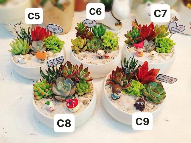 Tiểu Cảnh Sen Đá  6
