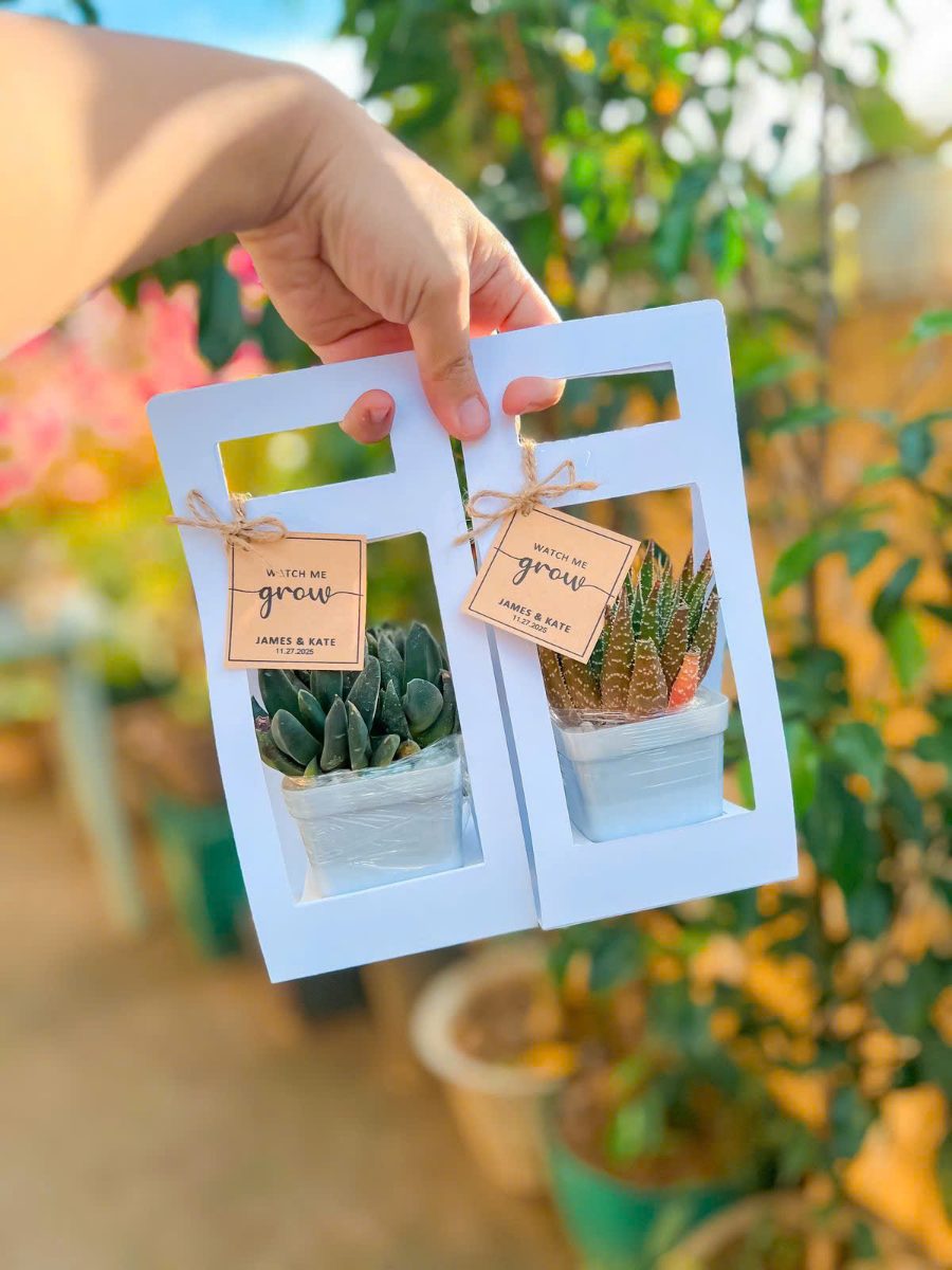 Set quà Sen đá "Mầm xanh Naha" - ảnh 1