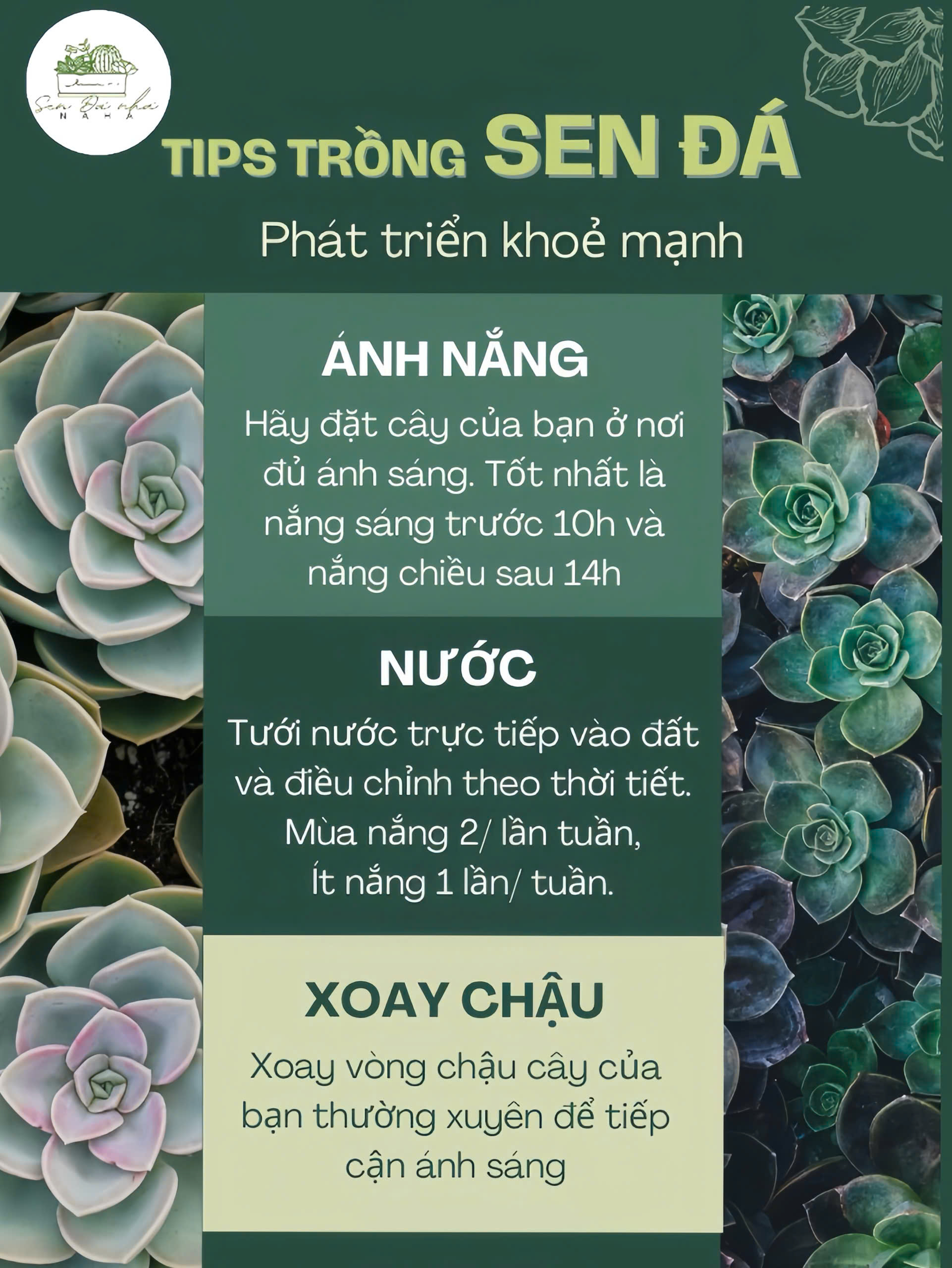 Bí quyết chăm sóc Sen Đá 