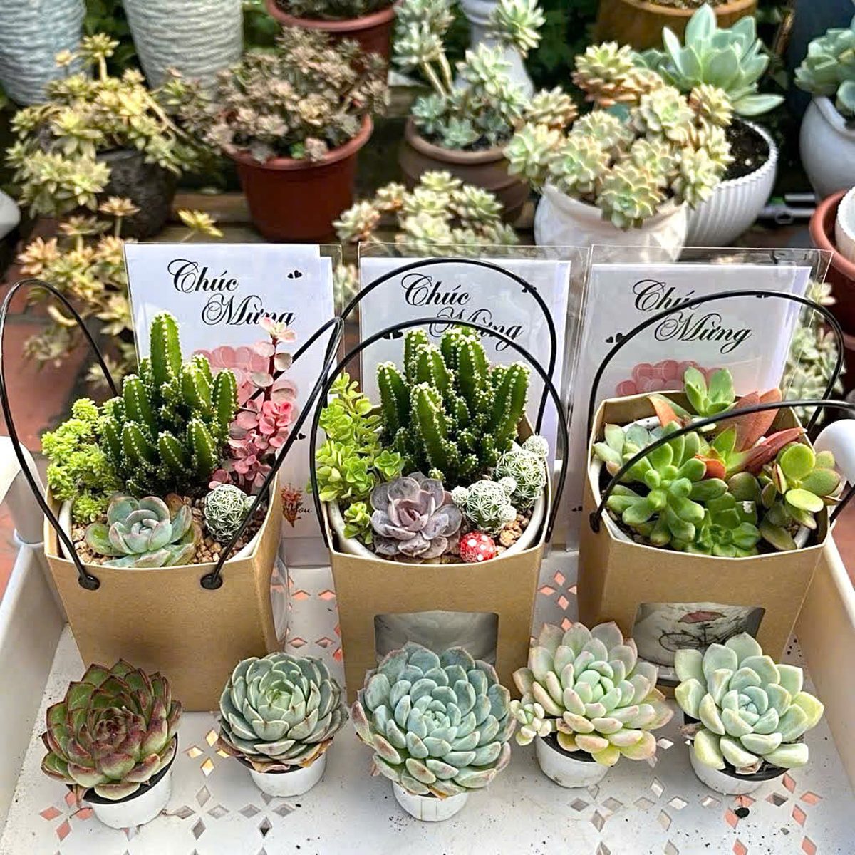 Sen đá mix Thiên Sứ (kèm túi + thiệp)